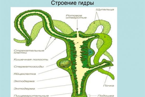 Блэк спрут войти